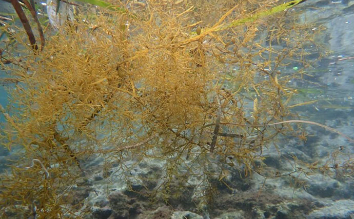 捨てられたペットボトルは【魚の死のゆりかご】　海洋ゴミによる見逃しがちな悪影響とは？