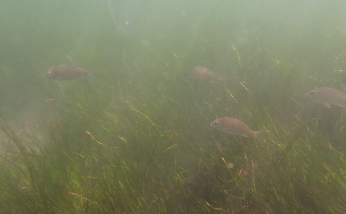 生き物好きが海から徒歩30秒の場所に住んでみたら部屋中が水槽だらけになった