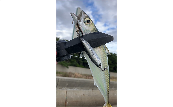 大阪湾奥に待望のサゴシ到来！『大阪南港魚つり園』でのショアジギングで連日キャッチ成功