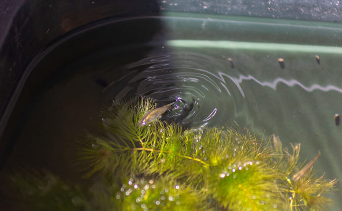 ベランダのビオトープで「メダカ」が産卵！　水草に卵を産み付ける瞬間を目撃