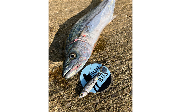 「秋の青物シーズンが本番突入！」大阪南港魚つり園でのショアジギングでサゴシ連発！