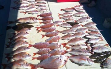 【沖釣り釣果速報】島原沖のマダイ船で最大3kgを筆頭に連発！ヒラメも混…