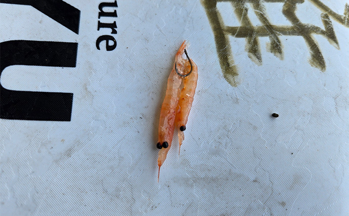 河川でのクロダイフカセ釣りに初挑戦【茨城・大洗】リバーチヌ9匹手中に大満足