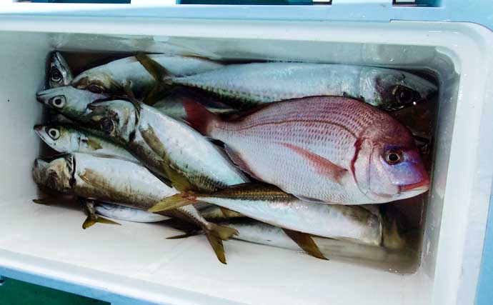 片貝沖の五目釣りで大アジ連発！【千葉】本命ハナダイはやや控えめな結果に