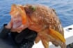 ひとつテンヤ釣りで40cm超え良型キジハタをキャッチ【新潟・千代丸】落とし方にコツあり