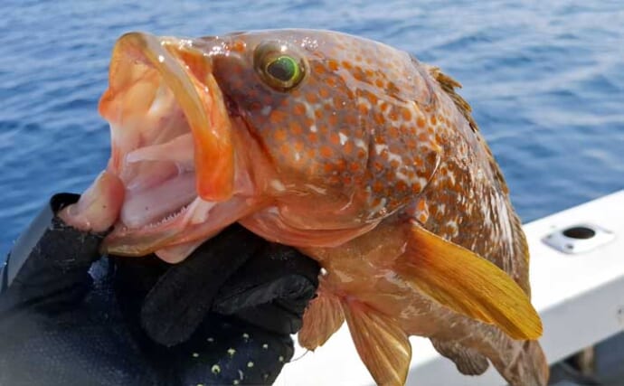 ひとつテンヤ釣りで40cm超え良型キジハタをキャッチ【新潟