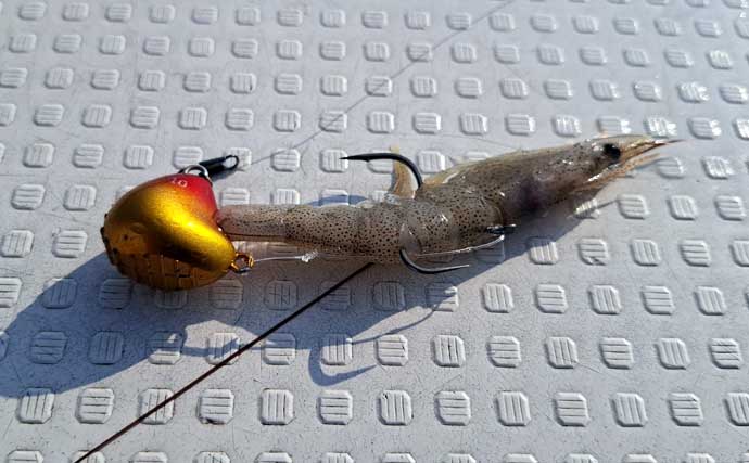 ひとつテンヤ釣りで40cm超え良型キジハタをキャッチ【新潟・千代丸】落とし方にコツあり