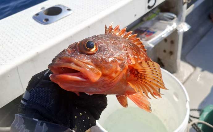 ひとつテンヤ釣りで40cm超え良型キジハタをキャッチ【新潟・千代丸】落とし方にコツあり