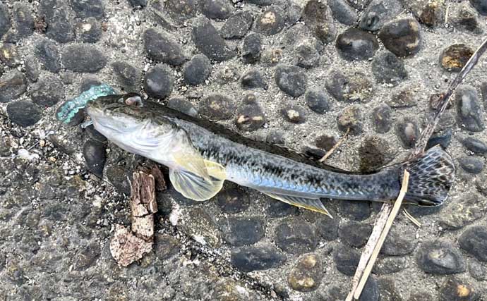 「だって知らなかったんだもん！」ダイソースプーンで高級魚クエを釣りあげる【静岡・表鷲津湖岸公園】