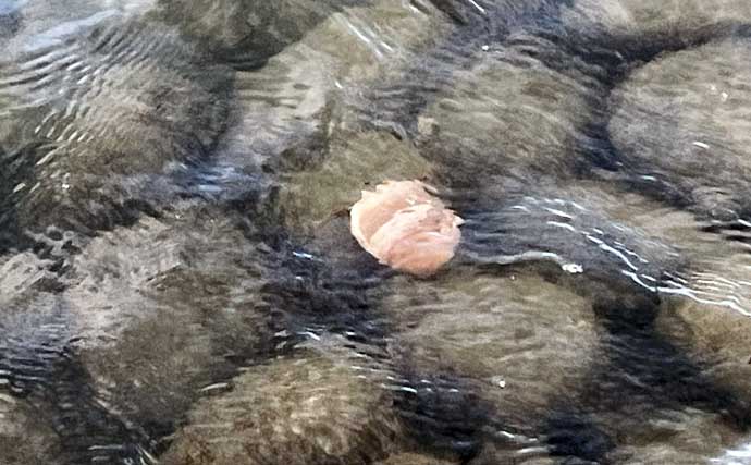 「だって知らなかったんだもん！」ダイソースプーンで高級魚クエを釣りあげる【静岡・表鷲津湖岸公園】