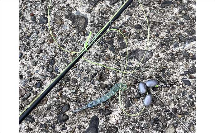 「だって知らなかったんだもん！」ダイソースプーンで高級魚クエを釣りあげる【静岡・表鷲津湖岸公園】