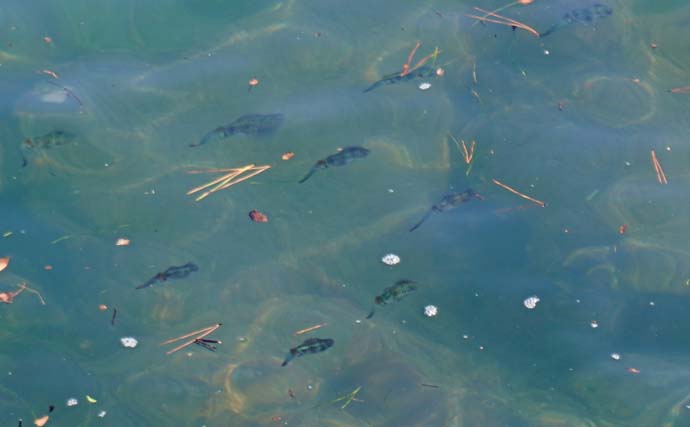 家族4人で楽しむ仁科漁港のサビキ釣り旅行【静岡】小メジナやベラが次々ヒット！