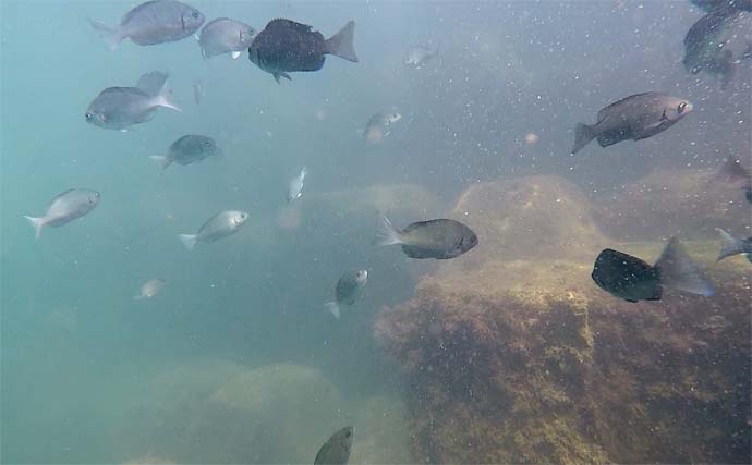 家族4人で楽しむ仁科漁港のサビキ釣り旅行【静岡】小メジナやベラが次々ヒット！