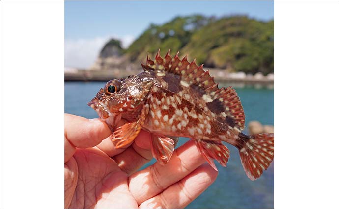 家族4人で楽しむ仁科漁港のサビキ釣り旅行【静岡】小メジナやベラが次々ヒット！