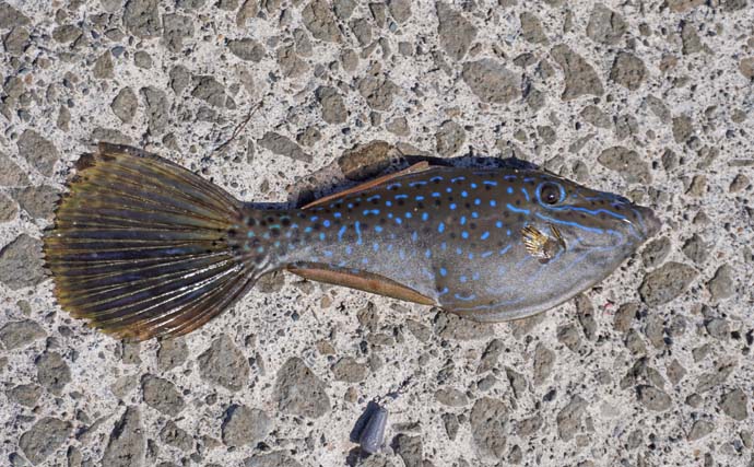 家族4人で楽しむ仁科漁港のサビキ釣り旅行【静岡】小メジナやベラが次々ヒット！