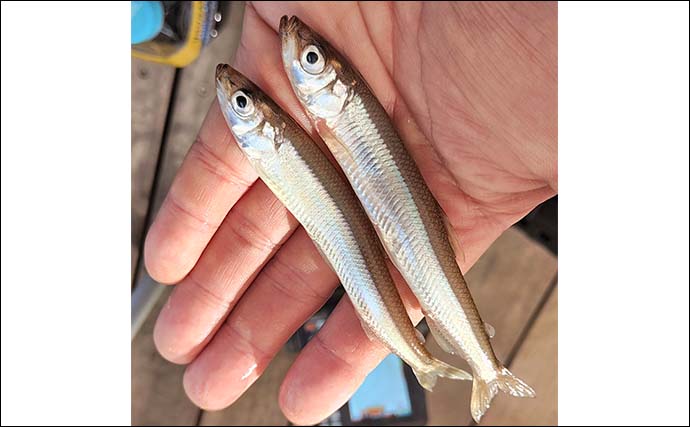 「デカサギ連発！」西湖ワカサギ釣りガイド【山梨】良型が狙える富士五湖屈指の人気スポット