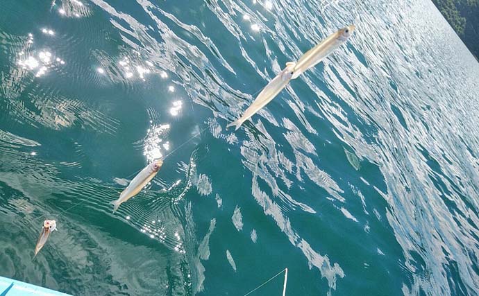 「デカサギ連発！」西湖ワカサギ釣りガイド【山梨】良型が狙える富士五湖屈指の人気スポット