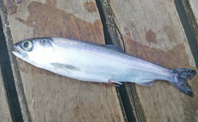 「デカサギ連発！」西湖ワカサギ釣りガイド【山梨】良型が狙える富士五湖屈指の人気スポット