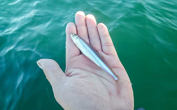 「秋の木崎湖でワカサギ釣りを満喫！」最大11cm頭に573尾キャッチ【長野】