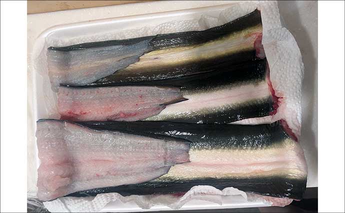 宮川の投げ釣りで良型ウナギ4匹キャッチ！【三重】潮の変化と仕掛け工夫が奏功