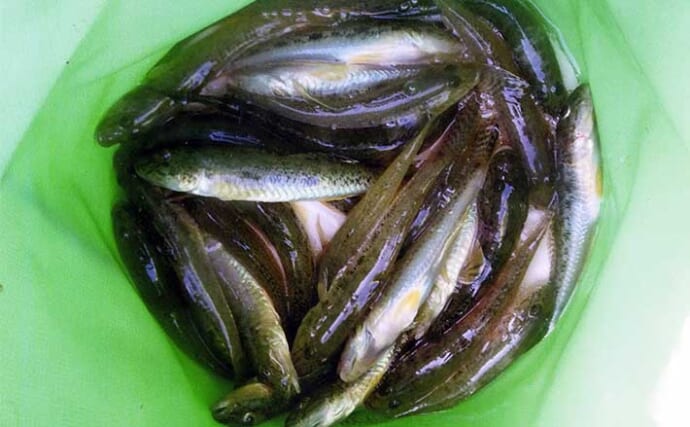 鈴鹿川河口のチョイ投げ釣りでハゼ36匹手中【三重・四日市】コトヒキ＆セイゴも交じり3目達成