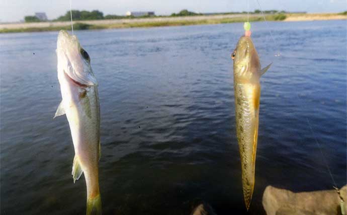 鈴鹿川河口のチョイ投げ釣りでハゼ36匹手中【三重・四日市】コトヒキ＆セイゴも交じり3目達成