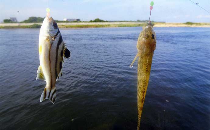 鈴鹿川河口のチョイ投げ釣りでハゼ36匹手中【三重・四日市】コトヒキ＆セイゴも交じり3目達成
