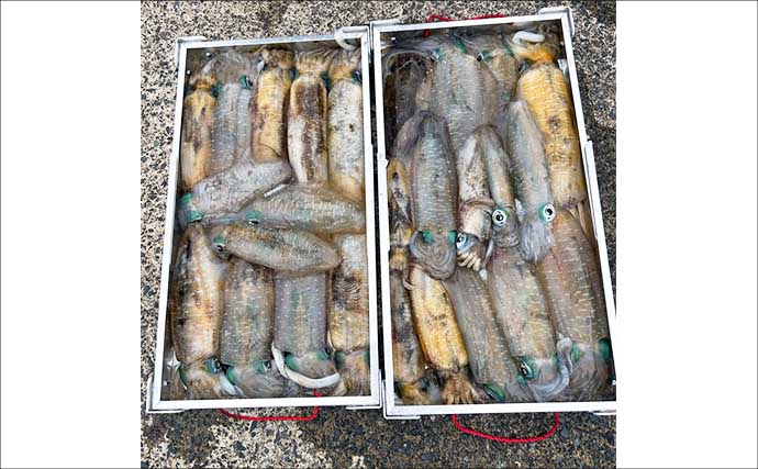 【沖釣り釣果速報】ティップランエギングで釣る人48匹！良型アオリイカが連続ヒット（北陸）