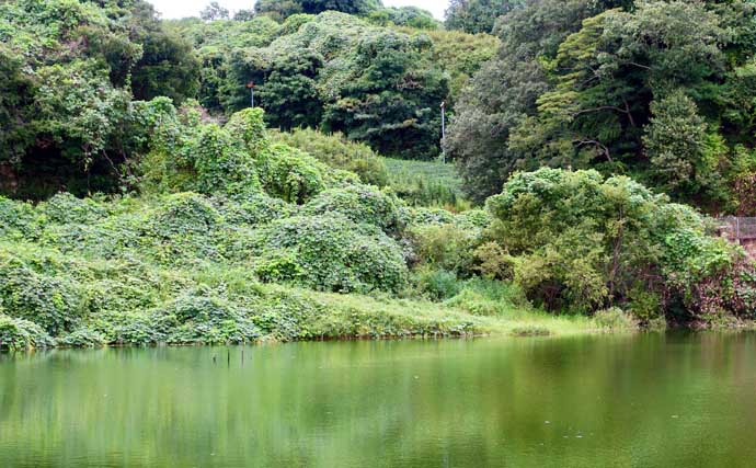 今週のヘラブナ推薦釣り場2025【静岡・七曲の池】