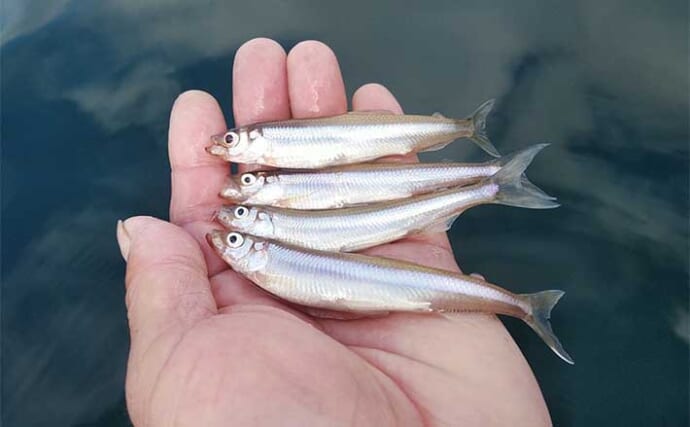 「浅ダナに良型連発！」相模湖ワカサギ釣りガイド【神奈川】アクセス良好＆家族連れにも最適