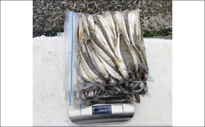 「浅ダナに良型連発！」相模湖ワカサギ釣りガイド【神奈川】アクセス良好＆家族連れにも最適