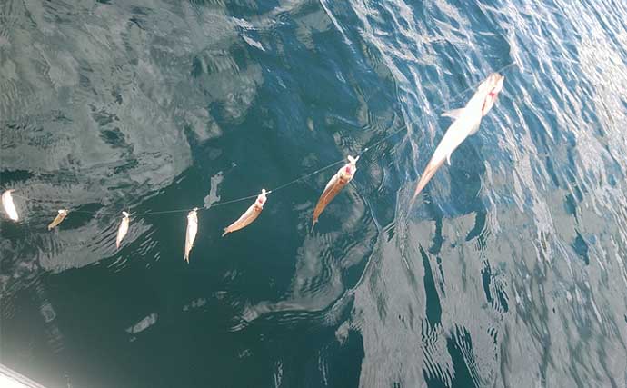 「浅ダナに良型連発！」相模湖ワカサギ釣りガイド【神奈川】アクセス良好＆家族連れにも最適