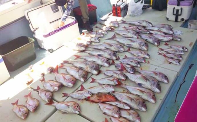 【沖釣り釣果速報】ズラ〜ッとマダイが勢揃い！マダイ便で良型含む数釣りに成功（大分・熊本）