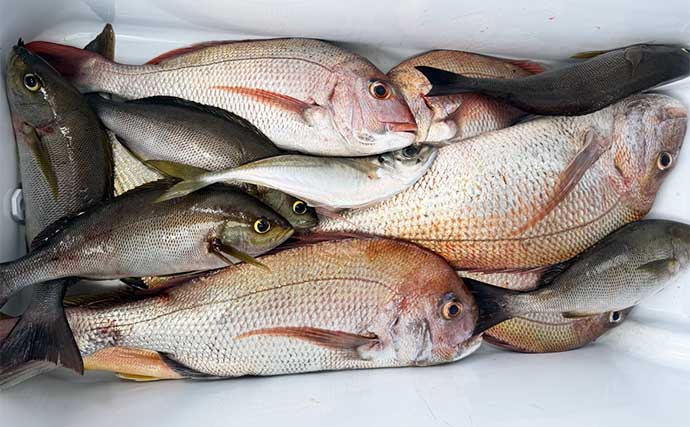【沖釣り釣果速報】ズラ〜ッとマダイが勢揃い！マダイ便で良型含む数釣りに成功（大分・熊本）