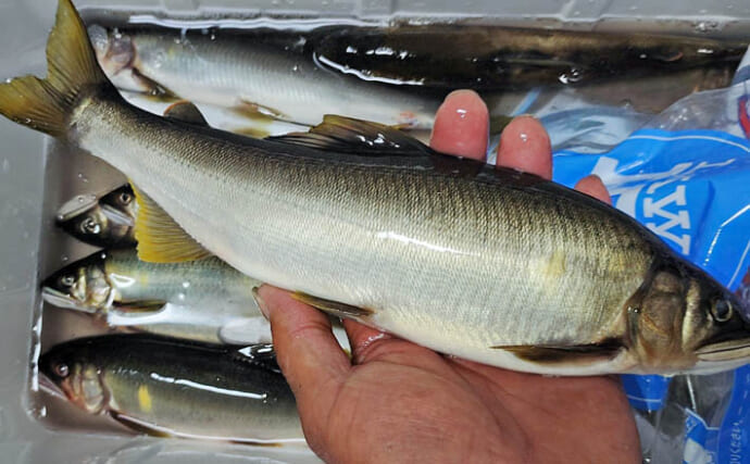 四万十川の大アユ釣りで31.6cm尺アユ登場！【高知】2日間で3尾の尺超え達成