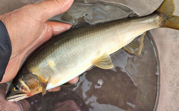 四万十川の大アユ釣りで31.6cm尺アユ登場！【高知】2日間で3尾の尺超え達成