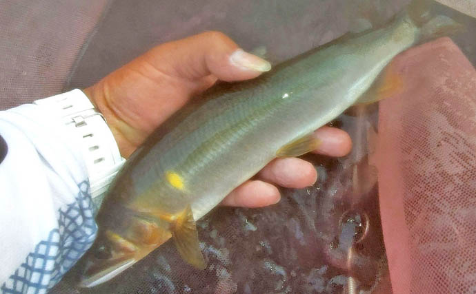 四万十川の大アユ釣りで31.6cm尺アユ登場！【高知】2日間で3尾の尺超え達成