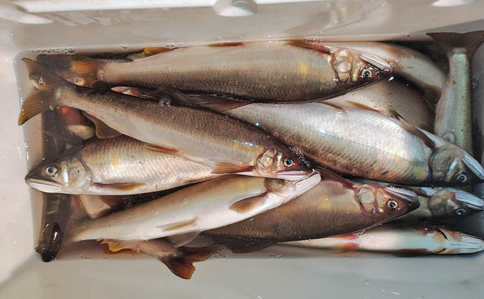 四万十川の大アユ釣りで31.6cm尺アユ登場！【高知】2日間で3尾の尺超え達成