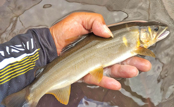 四万十川の大アユ釣りで31.6cm尺アユ登場！【高知】2日間で3尾の尺超え達成