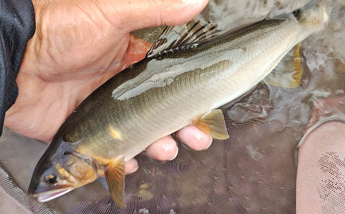 四万十川の大アユ釣りで31.6cm尺アユ登場！【高知】2日間で3尾の尺超え達成