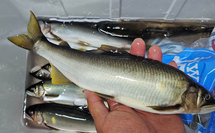 四万十川の大アユ釣りで31.6cm尺アユ登場！【高知】2日間で3尾の尺超え達成