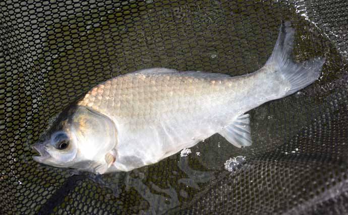 「じつは誰でも楽しめる！」管理池で楽しむヘラブナ釣り入門　道具と仕掛けをやさしく解説