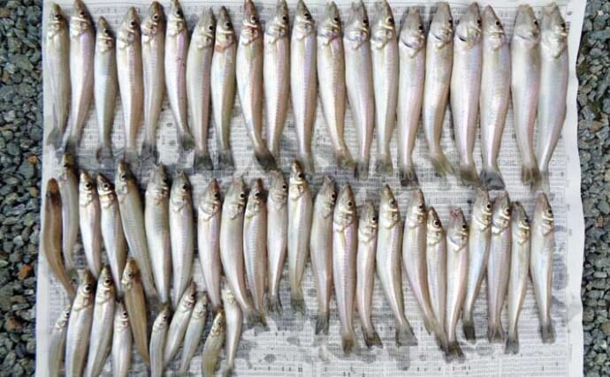 香良洲海岸の投げキス釣りで19cm頭に53匹キャッチ！【三重】数・型ともに大満足