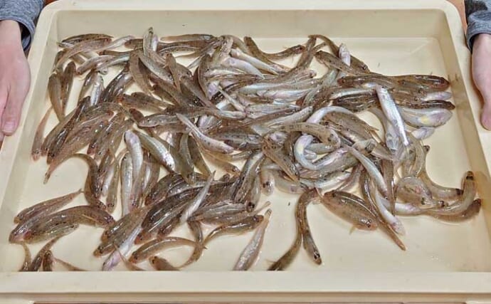立田上流のハゼ釣りで225匹達成！【愛知】夕方の満潮時合いに数釣り満喫
