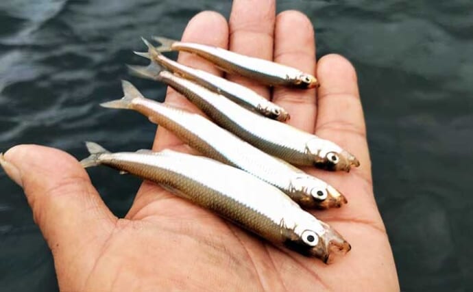 「絶景と釣果を両取り！」精進湖ワカサギ釣りガイド【山梨】富士山を望む静寂の人気レイク