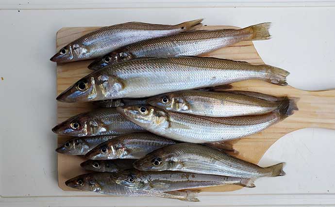 サーフでの投げ釣りで本命キス15匹【新潟・上越】釣れない時は移動が正解？