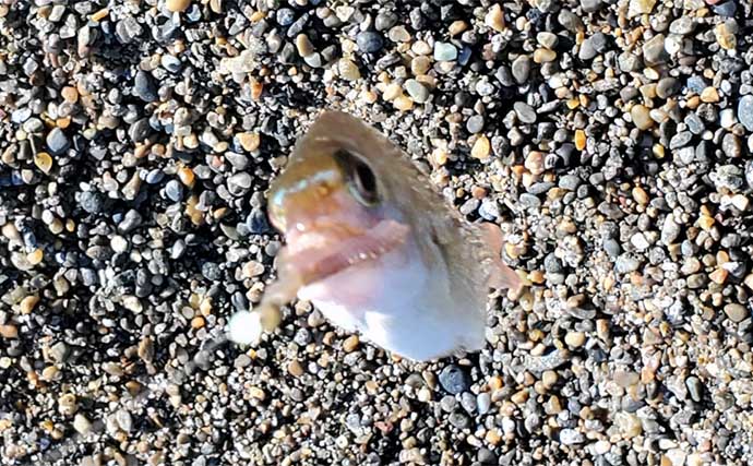 サーフでの投げ釣りで本命キス15匹【新潟・上越】釣れない時は移動が正解？