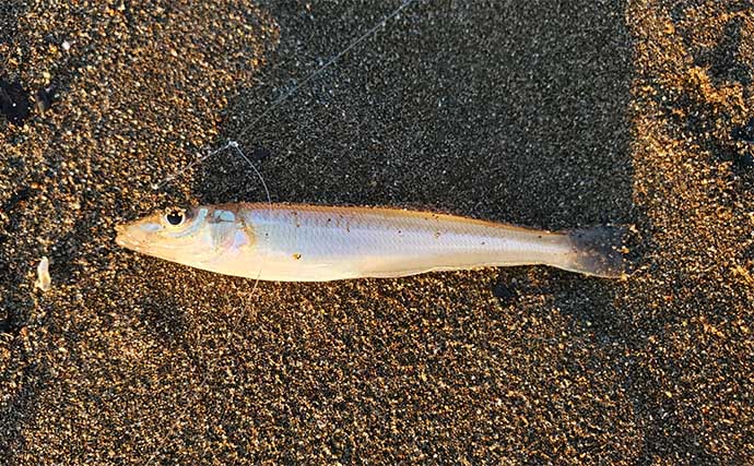 サーフでの投げ釣りで本命キス15匹【新潟・上越】釣れない時は移動が正解？