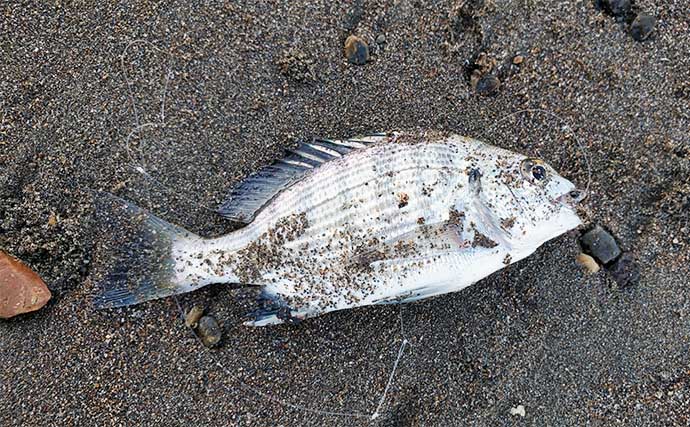 サーフでの投げ釣りで本命キス15匹【新潟・上越】釣れない時は移動が正解？