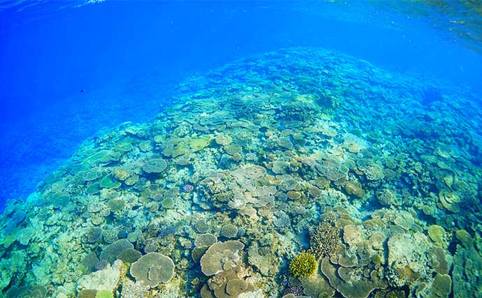 「200円以下で誰でも作れるルアー仕掛け」高級根魚が入れ食い！【沖縄・伊是名島】